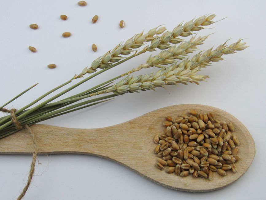 Är dinkelmjöl glutenfritt? Nej – och därför förväxlas det