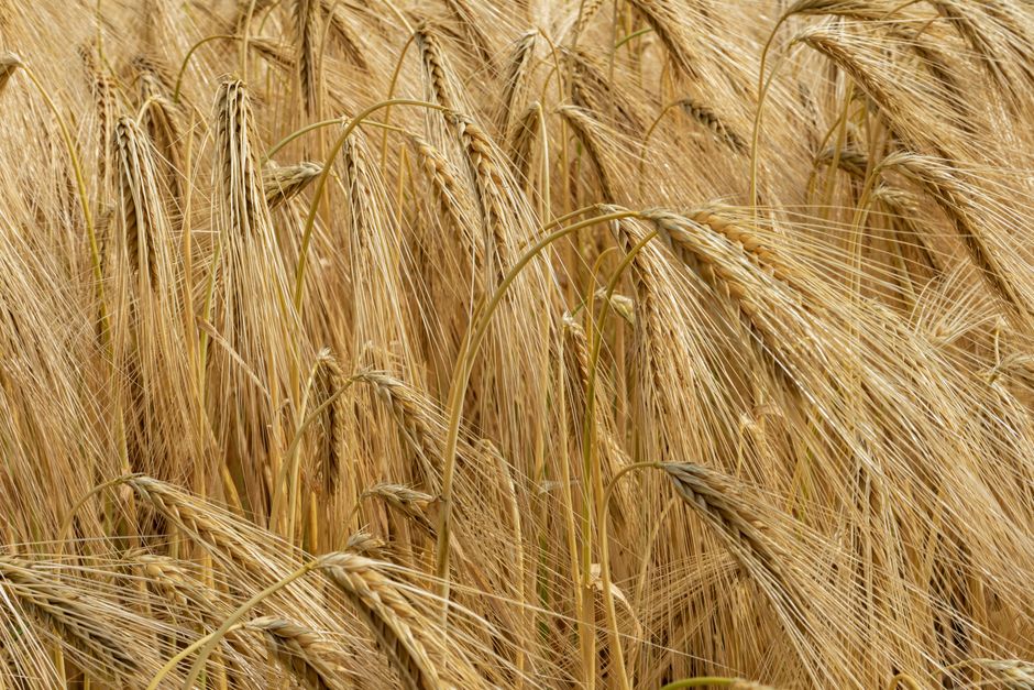 Är kornmalt glutenfritt? Nej – och det står i småtexten