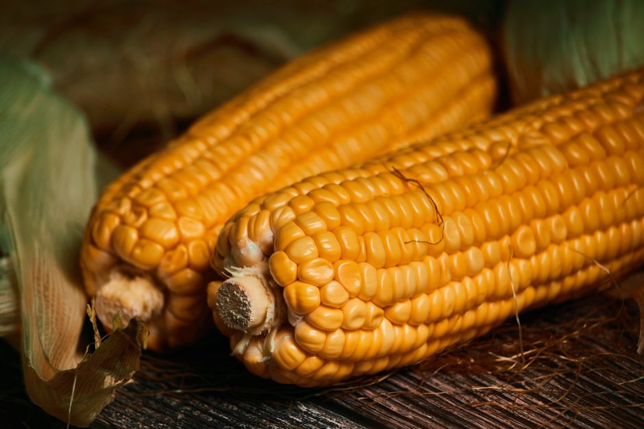 Är majsmjöl glutenfritt? Växten ja – men vilket majsmjöl menar du?